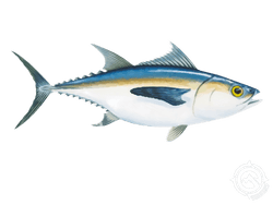 blackfin tuna